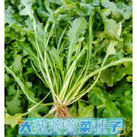 在飛比找蝦皮購物優惠-YF蔬菜種子 四季種植  薺菜種子 薺薺菜 野菜薺菜  陸龜