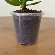 90mm Clear Plastic Orchid Pots with Holes | Phalaenopsis, Paphiopedilum, Garden