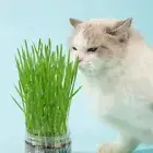 Wheat Grass Seeds Sprouting Seeds Wheatgrass For Cat Pets Wheatgrass Sprout Seed