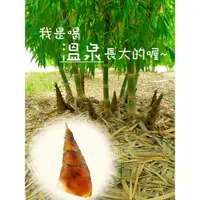 在飛比找蝦皮購物優惠-甜龍筍  永福農園  南投埔里甜龍筍 **全站免運**