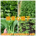 甜菜心種子 四季甜菜心種子春夏秋冬季四九菜心青菜種籽包發芽蔬菜種孑油青