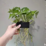 Pothos Holder For Aquarium (5 Hole) For Fish Shrimp Snail Tank Aquarium
