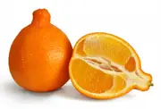 Buy Tangelo Minneola Fruit Trees (Citrus reticulata x paradisi)