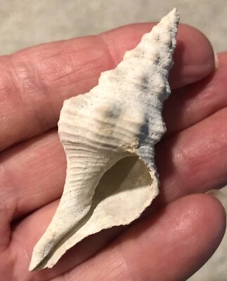 1 -64 mm JUVENILE TRIPLOFUSUS GIGANTEUS FOSSIL SHELL - FLORIDA STATE SHELL