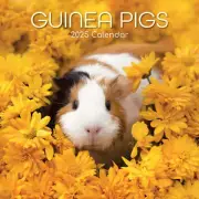 GUINEA PIGS - 2025 WALL CALENDAR - BRAND NEW - 360675