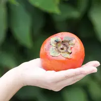 在飛比找蝦皮購物優惠-[台中]採甜柿體驗-摩天嶺甜柿部落