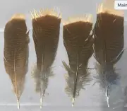 12 Grade #2 Merriam’s Wild Turkey Pre-Tail Skirt Feathers