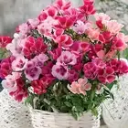 Summer Azalea - Farewell To Spring - Clarkia Amoena Dwarf Mix - 100 Seeds