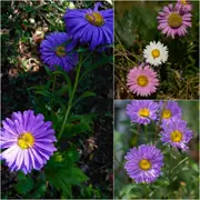 Aster - Tall China Mix seeds