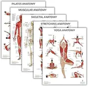 Anatomy Lab Muscular, Skeletal, Yoga, Stretching, and Pilates, Anatomy and Physiology Poster - 5 PACK LAMINATED 17.3 x 22.5 Inches, Stretching Exercise Chart, Anatomy and Physiology