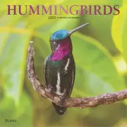 BrownTrout, Hummingbirds Plato 2025 Wall Calendar