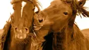 Red Horse Kiss On The Cheek Abstract home decor Art Painting Canvas