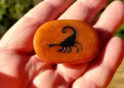 Scorpion Carnelian Worry Stone
