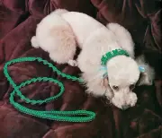 Rare Dog Leash & Collar Patterns - Craft Book: #905 Macrame for Ages 8 and Up 2