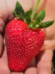 在飛比找Yahoo!奇摩拍賣優惠-"草莓一族"日本草莓種子/CA草莓王/20粒入種子