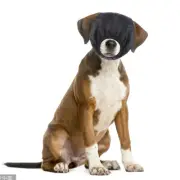 Pet Dog Blinder Cool Eye Patch Calming for Grooming Blinders Facial Mask