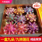 九轉蓮花手摺祭祀用品成品紙活用品火供用品掃墓祭祖祭奠親人燒紙