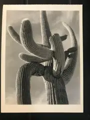 POSTCARD UNPOSTED ARIZONA- ANSEL ADAMS, INVOLUTE CACTUS, c. 1948