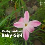 風雨蘭球根 ZEPHYRANTHES BABY GIRL 大小混合 5球一組