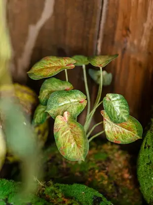 掬涵仿真高檔彩葉芋蕨類植物把束綠植背景墻花藝配材插花森系裝飾