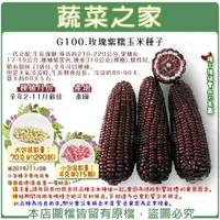 在飛比找樂天市場購物網優惠-【蔬菜之家】G100.玫瑰紫糯玉米種子4克(約15顆)、70