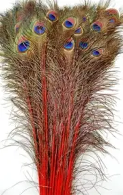 25 Pcs DYED PEACOCK Tail Feathers 40"-45" RAVISHING RED; Costume/Centerpiece