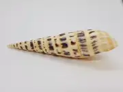 Seashell Oxymeris maculata Beach Decor Collectibles