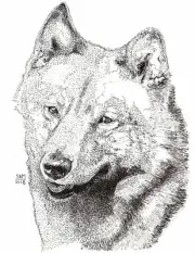 Finnish Spitz Cards 10 Cards