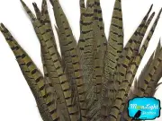10 Pieces - 6-8" NATURAL Ringneck Pheasant Tail Feathers