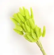 19 Inch Natural Bunny Tails Dried Flowers，Bohemian Style，Pampas Grass Decor，120 Pcs Dried Flowers，Eternal and Preserving Floral Arrangement in Home Decoration ﻿(Fruit Green)