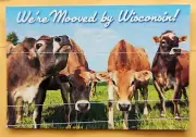 Postcard WI: Wisconsin Cows Quartet