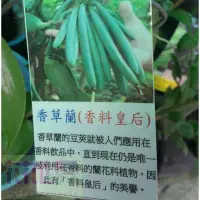 在飛比找蝦皮購物優惠-花花世界-香草香料植物*香草蘭 *-梵尼蘭(香草豆莢)/5吋