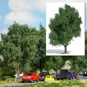 Avenue tree, 125 mm HO/OO Gauge BUSCH 3739