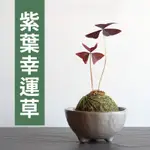 【已售出】【黑日京植物】紫葉幸運草植物苔球含盆 室內植物 辦公室植物