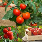 Tomato - Floralou seeds