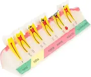 ERINGOGO Teeth Model Practical Educational Tool for Medical Professionals and Students Lightweight and Portable Material for Patient Explanations