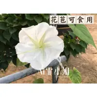 在飛比找蝦皮購物優惠-【Ai霏小姐】白花夕顏種子（花苞可食用） 日本金針花 月光花