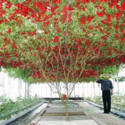 Tomato - Giant Tree seeds