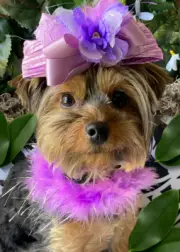 Purple Dog Puppy Feather Boa Necklace Choker And Bow Set Yorkie Poodle Pom