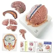Human Brain Model w/Arteries, 7 Parts Life Size Anatomy Brain Model on a Base