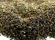 TULSI SEEDS HOLY BASIL OCIMUM TENUIFLORUM SANCTUM TULASI SEEDS HERBAL - F/S