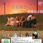 【格格兒小物】(現貨，可挑款) BANDAI 等待中動物公仔 等待動物 等候動物 等待 動物 轉蛋 扭蛋 等待中的動物