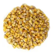 Organic Yellow Whole Corn – Non-GMO, Cleaned and Dried Kernels, Kosher, Vegan