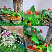 Coconut husk Fiber Natural Coir Natural Growing Media Orchid,Anthurium freeship