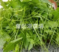 在飛比找Yahoo!奇摩拍賣優惠-【奮起湖農場】冷藏寄出 高山龍鬚菜1台斤100元 無農藥 無