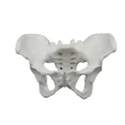 Female Pelvis Skeleton Model Life Size for Clinical Settings Education Use