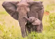 African Elephant and calf - 3D Lenticular Postcard Greeting Card