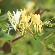 100 Pcs Honeysuckle Flower Bonsai Seeds Fresh Exotic Rare Plant