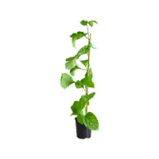 125mm Non Grafted Black Passionfruit - Passiflora edulius