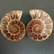 2pc Half Cut Natural Ammonite Shell Fossil Specimen Madagascar Collection Gem